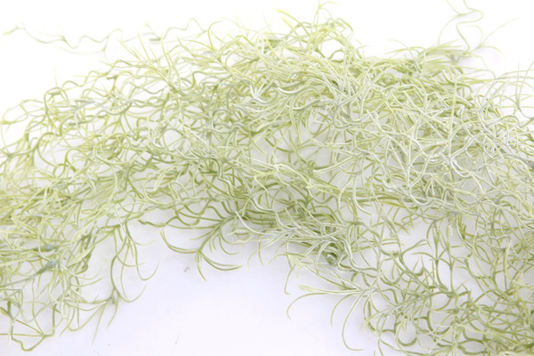 Sztuczna Oplątwa Tillandsia pnącze wiszaca 85 cm szara