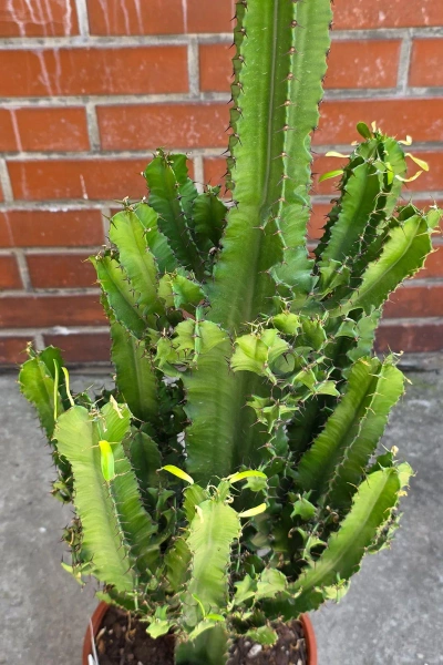 Kaktus Euphorbia erytrea 110 cm