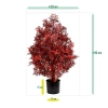 Sztuczna Aralia Ming 90 cm burgund UV