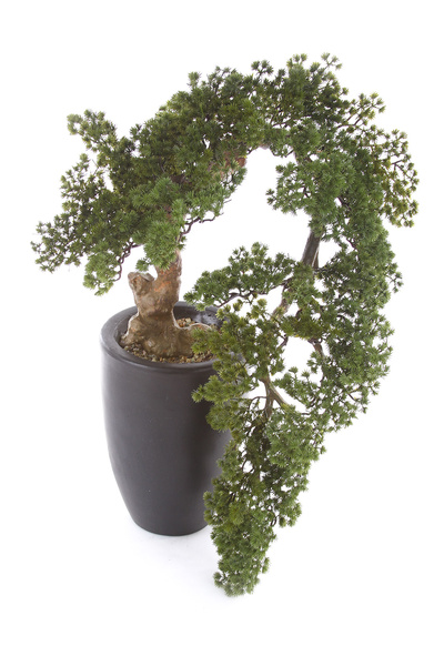 Sztuczne drzewko Modrzew Bonsai Larch Han-Kengai 90 cm