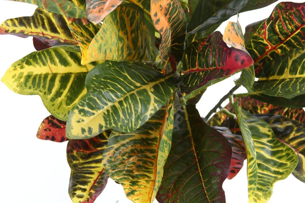 Sztuczny Kroton 54 cm gesty 35 liści