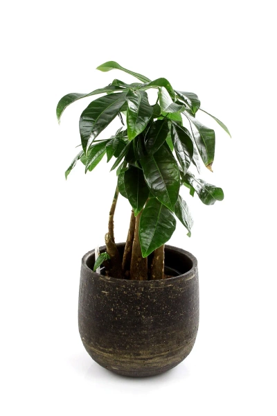 Marcus 29/25 osłonka ceramiczna złoto-brązowa metalic