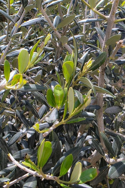 Oliwka europejska Olea europaea 160 cm gruby pień