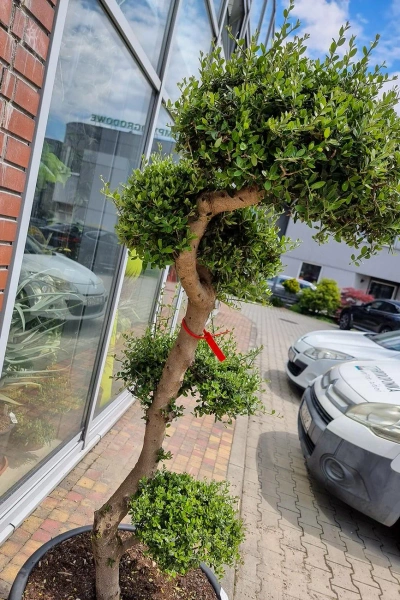 Drzewo oliwne sylvestris bonsai 180 cm