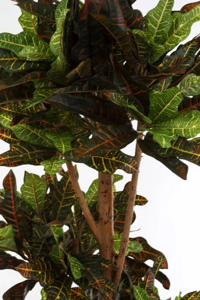 Sztuczny Kroton Bonsai deluxe 175 cm