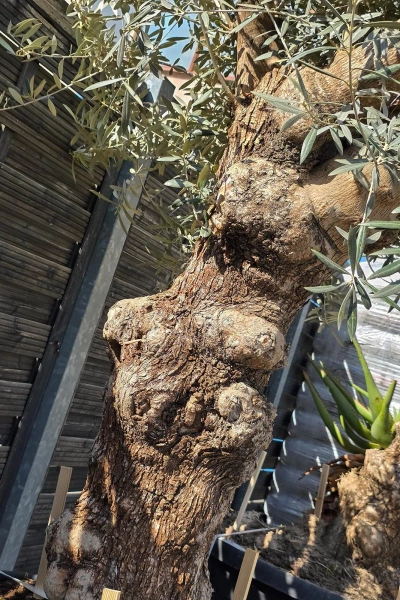 Drzewo oliwne Oliwka europejska 280 cm gruby pień