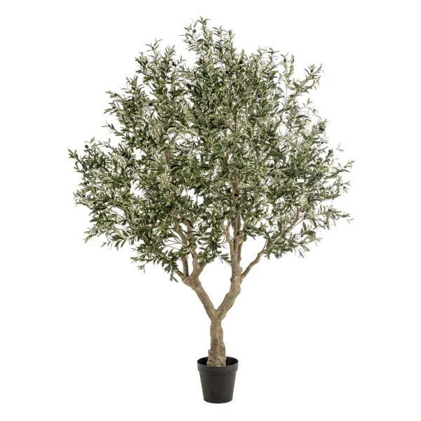 Duże drzewo oliwne rozgałęzione 250 cm