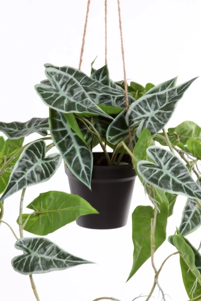 Sztuczna Alokazja wisząca 80 cm w doniczce