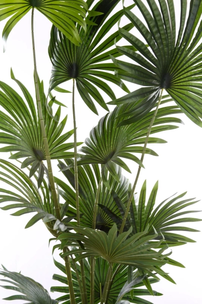 Sztuczna Palma Livistona 200 cm wysoka