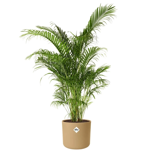 B. For Soft Round 18 cylindryczna osłonka złota golden sand