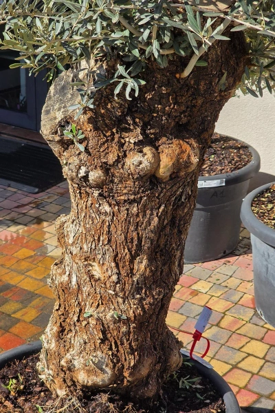 Drzewko oliwne 200 cm gruby pień