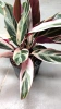 Calathea Kalatea Triostar w hydroponice MK13/12 wielobarwna