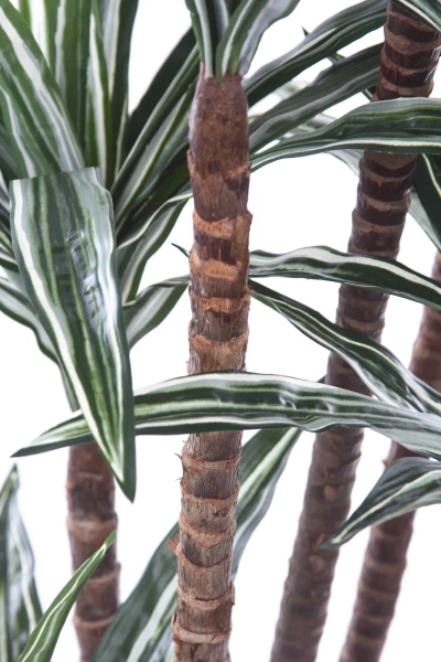 Sztuczna Dracena 150-160 cm 150 liści naturalny pień