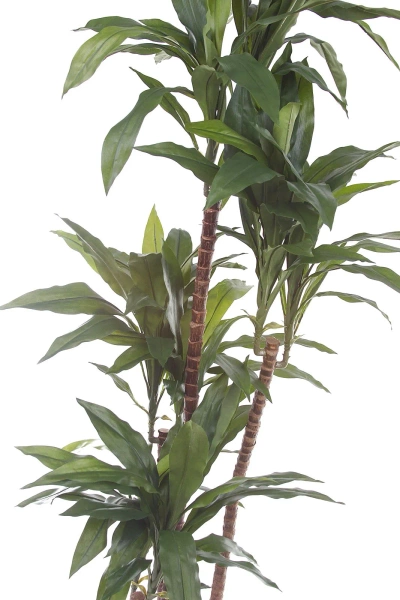 Sztuczna dracena fragrans 150 cm 81 liści drewniany pień