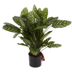 Sztuczna Kalatea zielona 80 cm