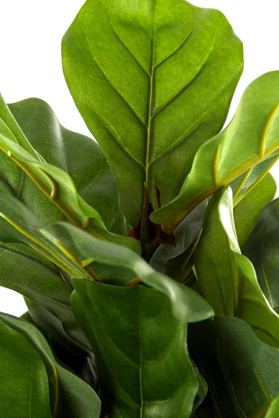 Sztuczny Fikus Lyrata dębolistny 130 cm