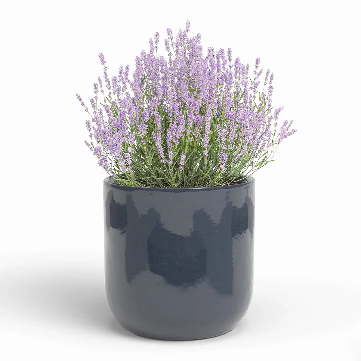 ciemnoniebieska osłonka do salonu Jupitert