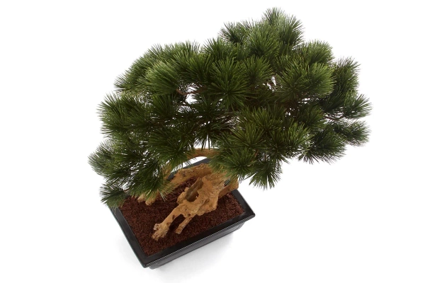 Sztuczny Bonsai Pinia Sosna Parviflora 55 cm w czarnej ceramicznej doniczce