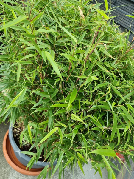 Bambus Fargesia rufa 95 cm d40cm