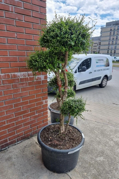 Drzewko oliwne sylvestris bonsai 190 cm