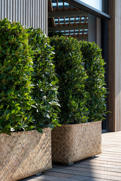 Rafi M 80x40/41 prostokątna osłonka bambusowa