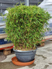 Bambus Fargesia rufa 95 cm d40cm