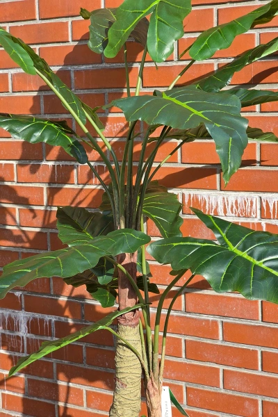 Sztuczna Alokazja drzewko 180 cm 22 liście gruby pień