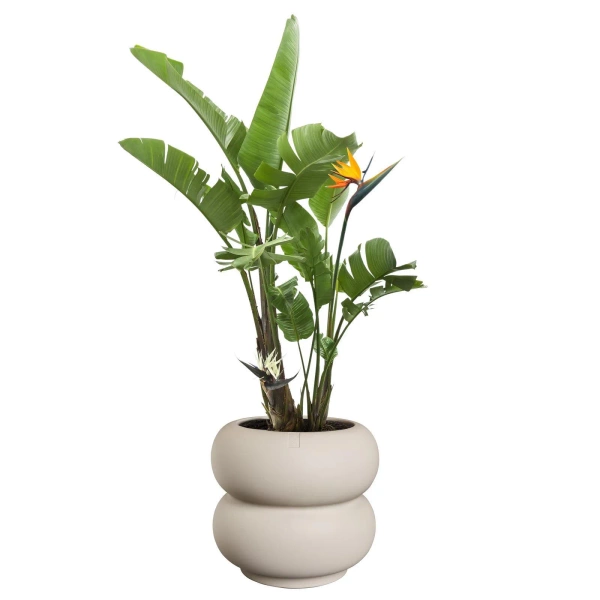 Amber Roll Low 43/40 besignerska donica beżowa balanced beige