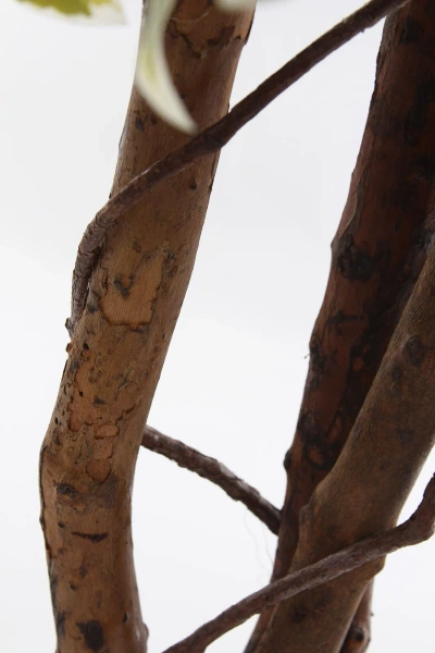 Sztuczny fikus benjamina 165 cm zielono-biały