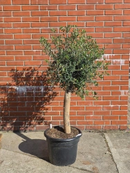 Oliwka europejska Olea europaea 165 cm