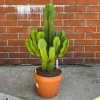 Kaktus Euphorbia Ingens 85 cm