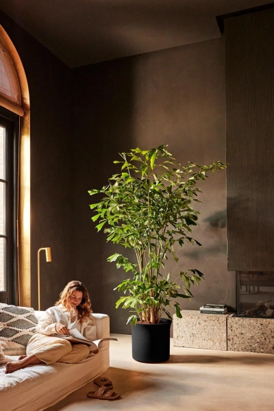 June Tulip 40 czarna osłonka do salonu