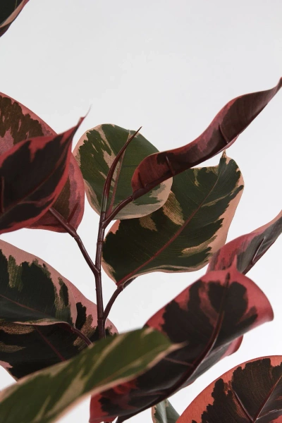 Sztuczny Fikus Elastica red ruby 200 cm, 124 liście