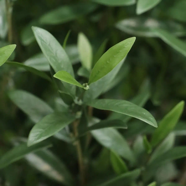 Sztuczna Oliwka 90 cm deluxe UV