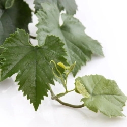 Sztuczne Winogrono zielone girlanda pnącze 110 cm UV