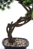 Sztuczny Bonsai Sosna Pinia 70 cm