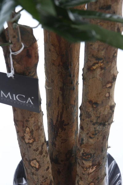 Sztuczna Pachira 175 cm d85 cm