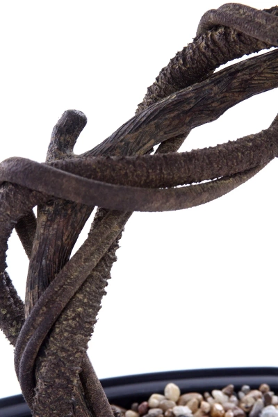 Sztuczny Bonsai Sosna Pinia 70 cm