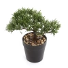 Sztuczny Bonsai Cedr 18 cm