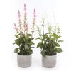 Sztuczna szałwia różowa 45 cm w cementowej doniczce