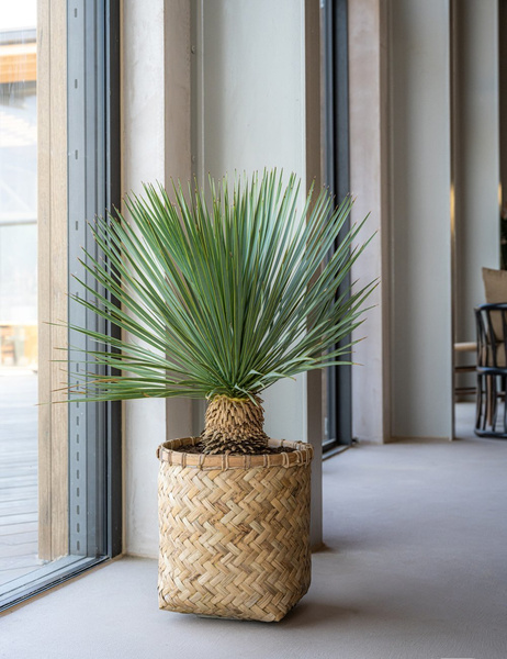 Zayn XS 44/42,5 naturalne doniczki z bambusa