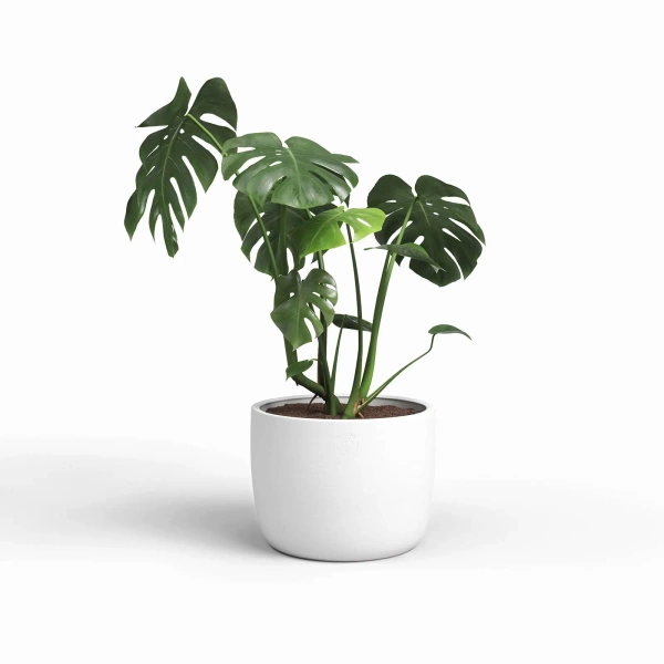 Urania 37/34 duża osłonka biała ceramiczna