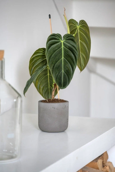 Charlie XS 12/11,5 doniczka walec kamienna mocha washed