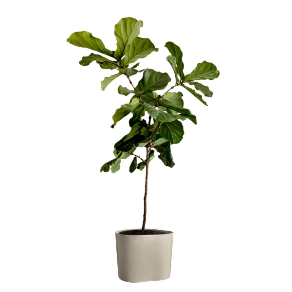 Eden Aquacare Low 40 niska donica owalna soft taupe system samonawadniający