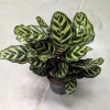 Calathea Kalatea makoyana w hydroponice MK13/12 wielobarwna