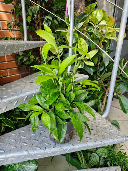 Dracena surculosa plamista 40 cm MK13/12