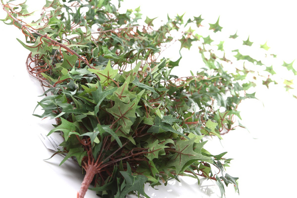 Sztuczny bluszcz Pittsburgh Mini pnącze 180 cm