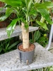 Dracena Fragrans w hydroponice MK13/12 55 cm