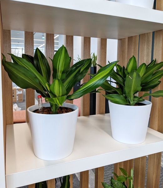 Zestaw do hydroponiki Leni 11/9 Vasa osłonka ceramiczna miętowa