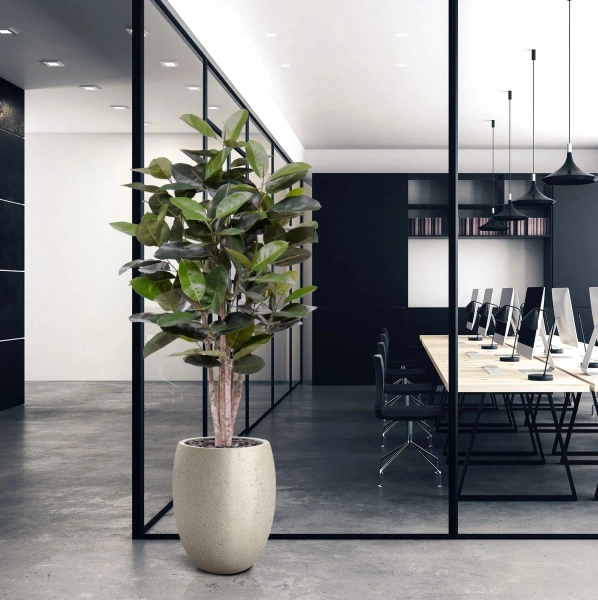 Sztuczny Fikus Elastica Robusta 170 cm